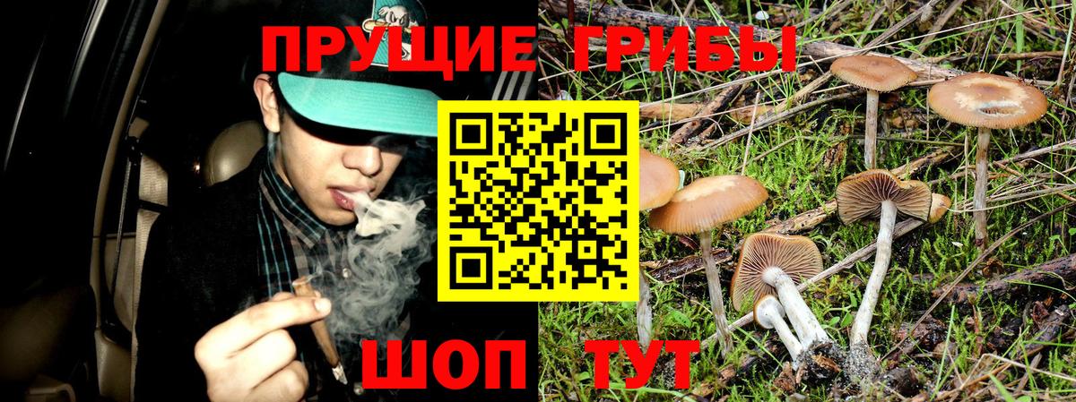 Галлюциногенные грибы Cubensis Псков